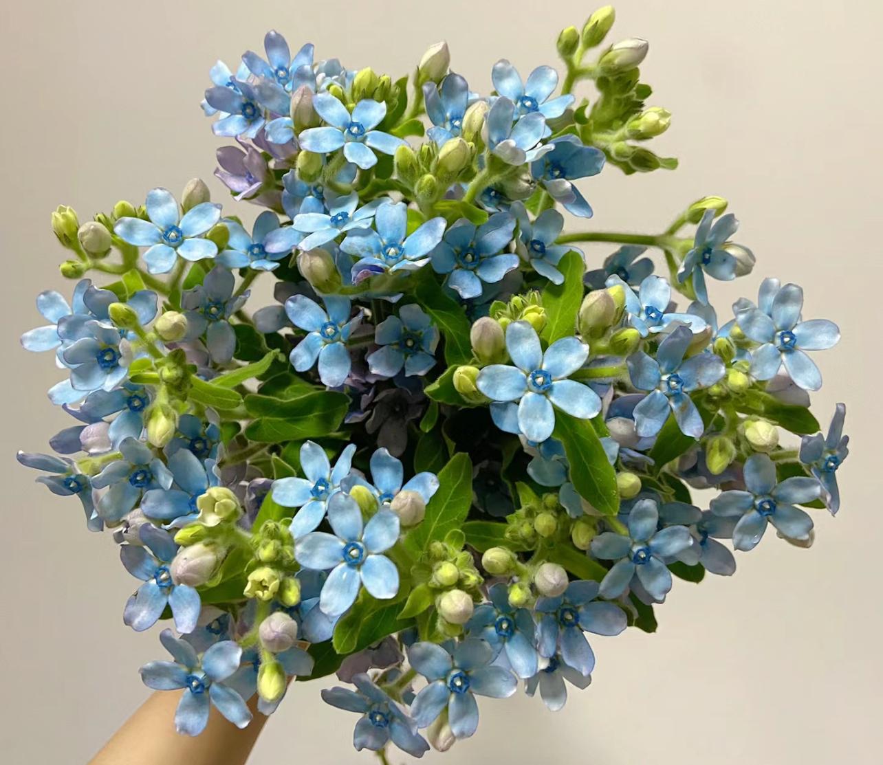 Cỏ Sao Xanh (蓝星花圆瓣)